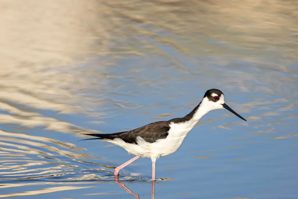 Black Necked Stilt in water