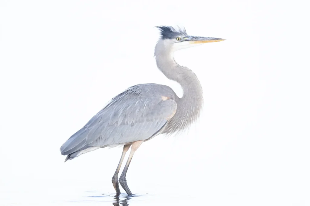 Blue Heron in water