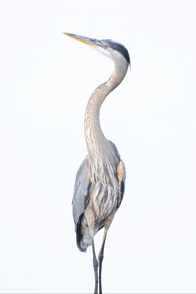 A tall heron with a long neck standing against a white background.