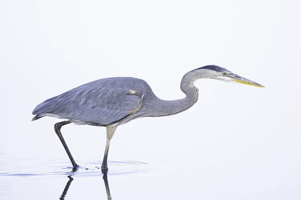 Blue Heron in water