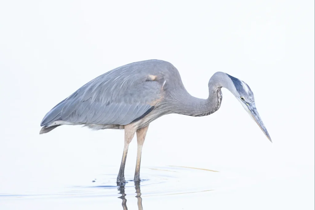 Blue Heron standing in water