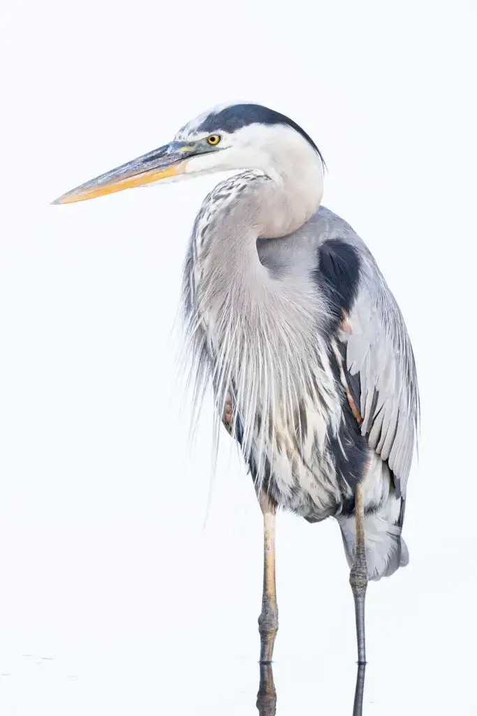 Elegant heron standing in water