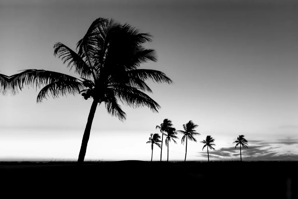 Silhouetted palms against twilight sky