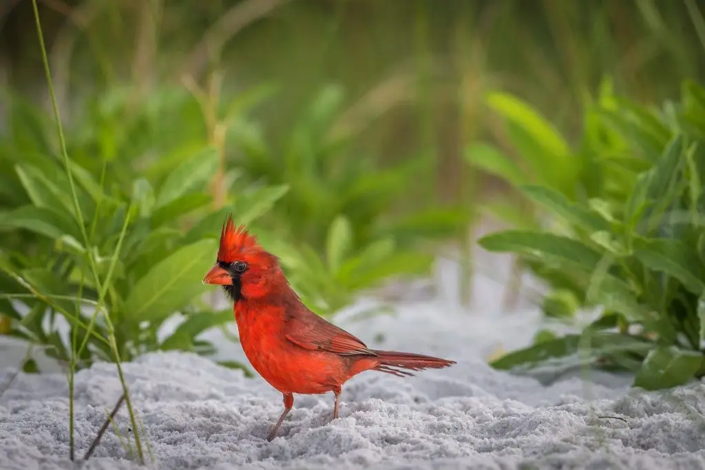 Red bird walking on sandy ground
