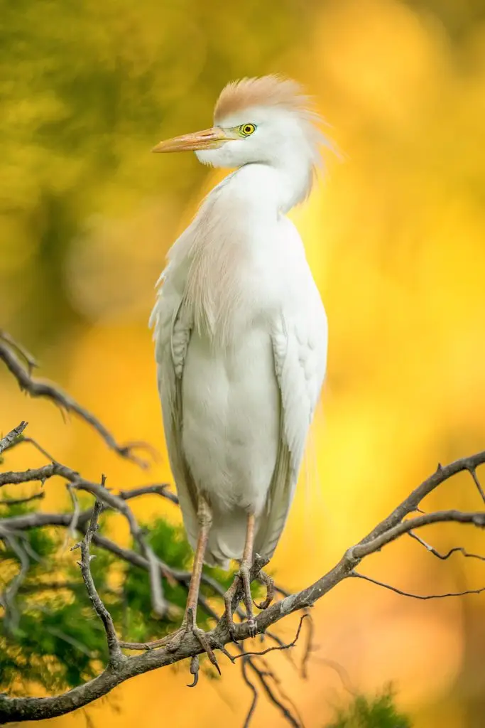White bird perched on a branch