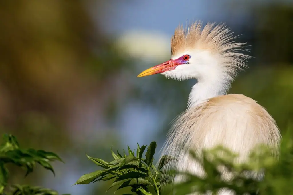 Cattle egret with distinctive plumage