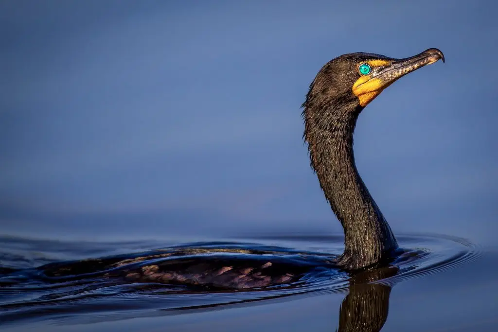 Cormorant swimming in calm water