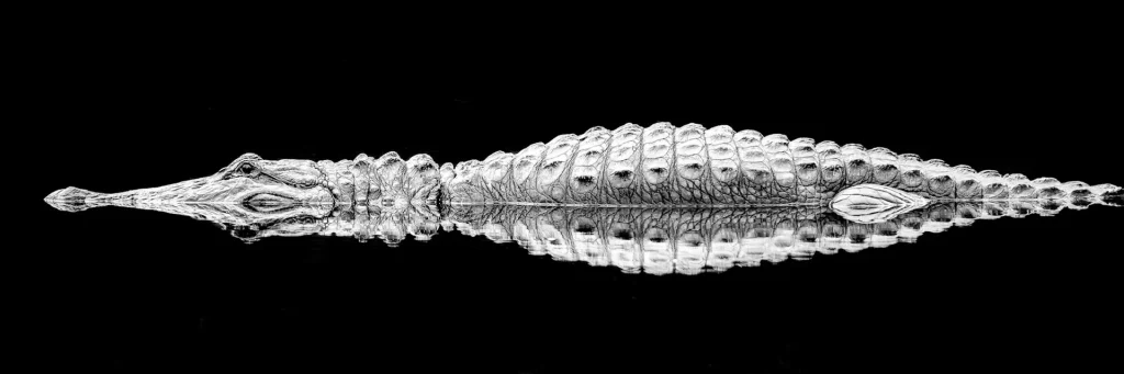 Alligator reflected in dark water.