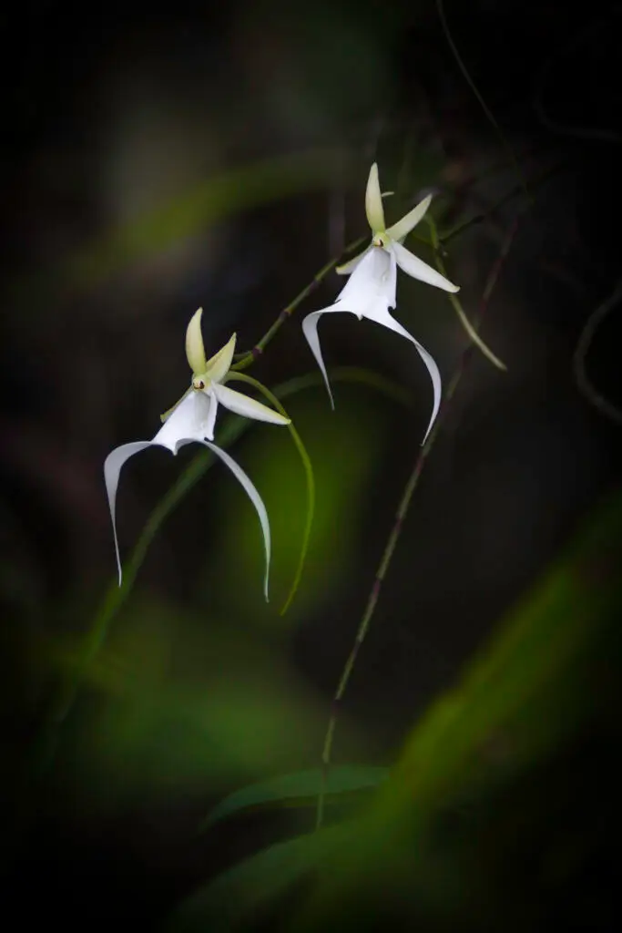 Two delicate white orchids with long, thin petals against a dark background.