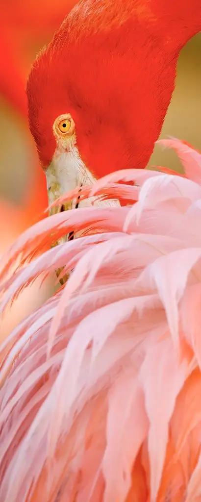 Vibrant flamingo with colorful feathers