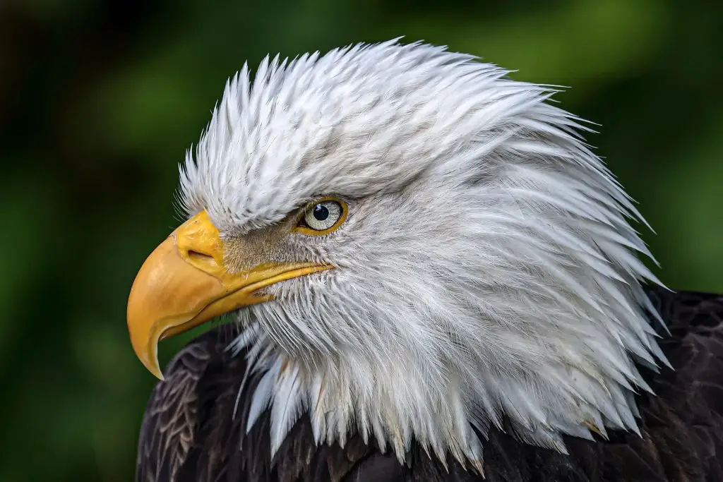 Close-up of a bald eagle