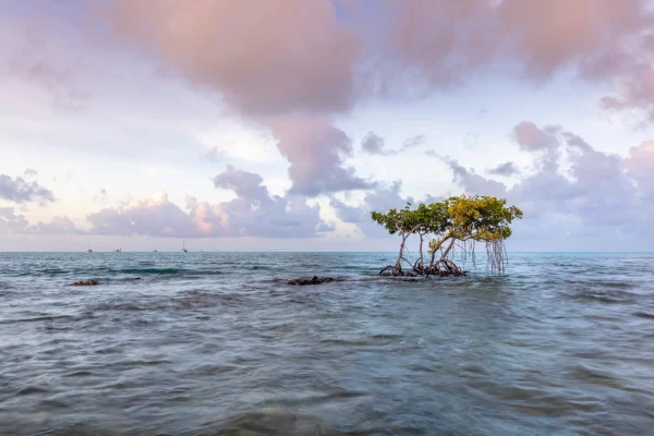 Lone tree in serene ocean setting