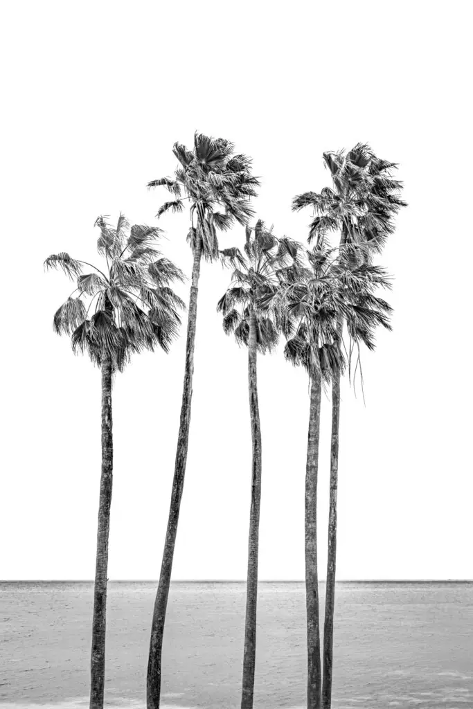 Tall palm trees by the ocean