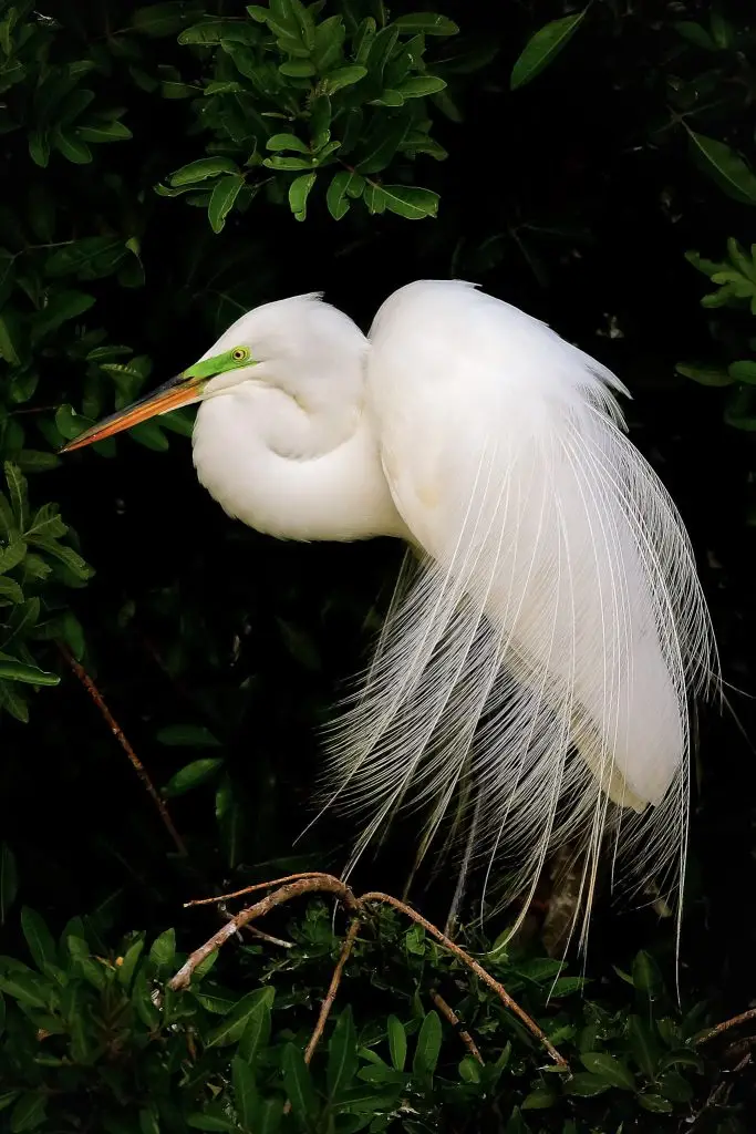 Elegant white bird with long feathers