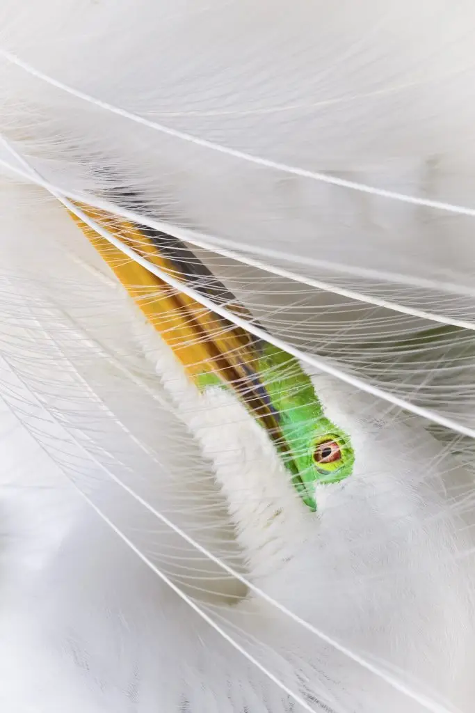 Close-up of a great egret's eye