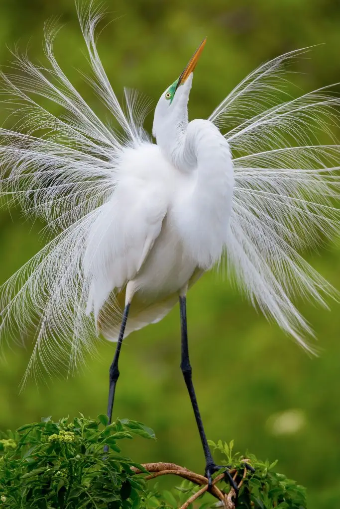 Elegant white bird displaying feathers
