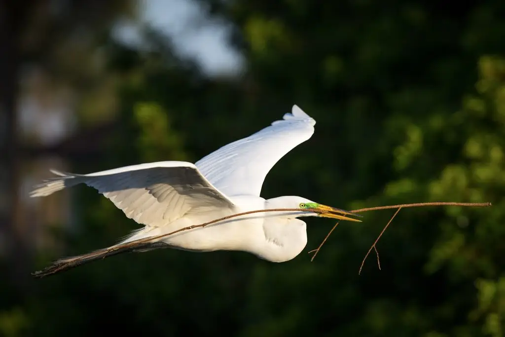 Great egret flying with twigs