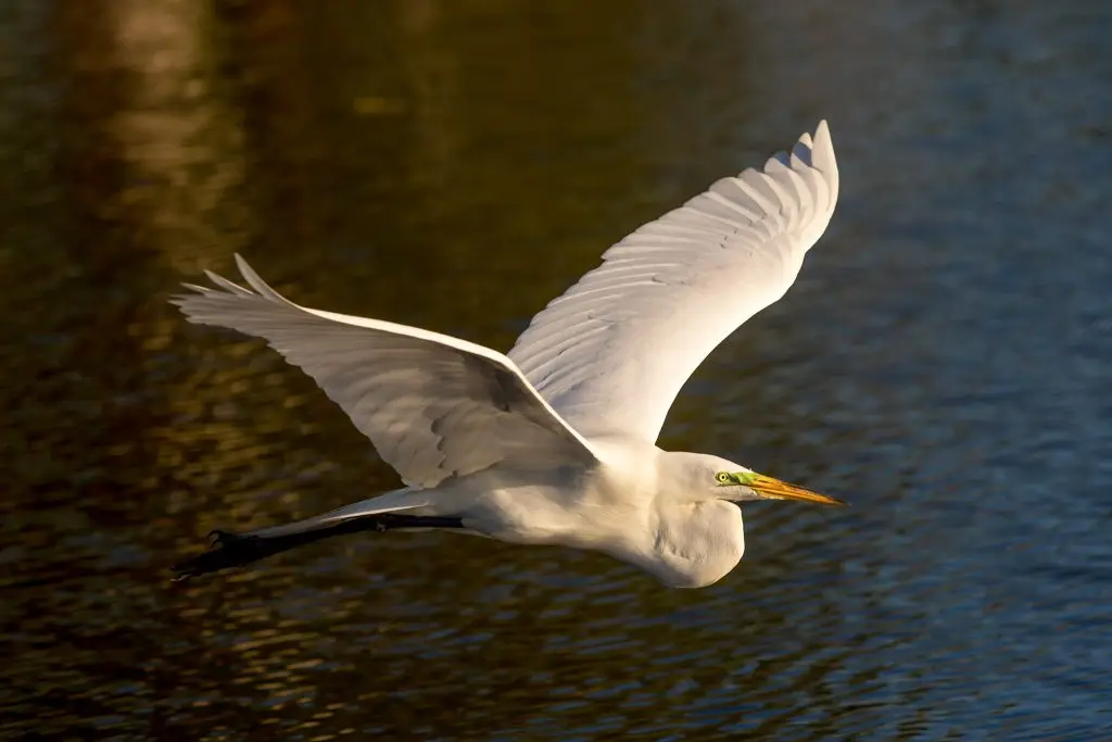 Great egret flying over water