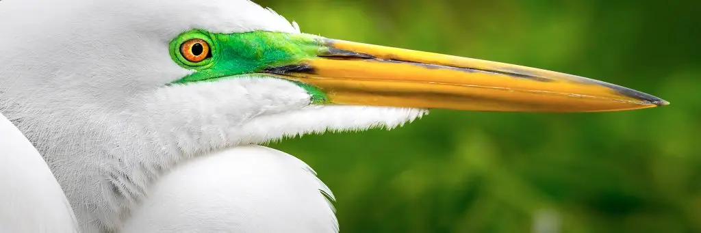 Close-up of a great egret
