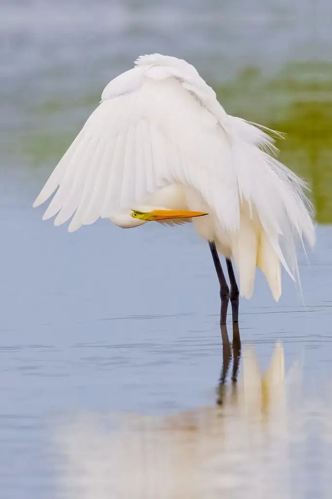 Great egret preening in water