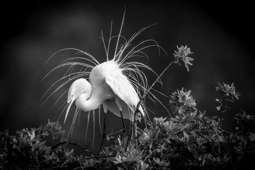 Elegant egret among blooming flowers
