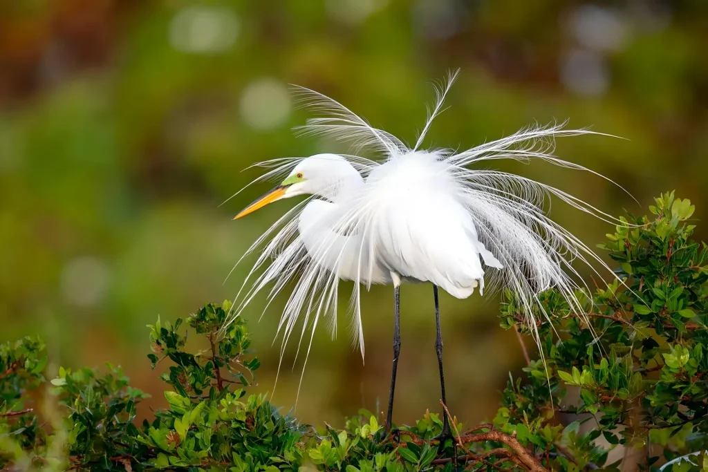White egret with elegant plumage