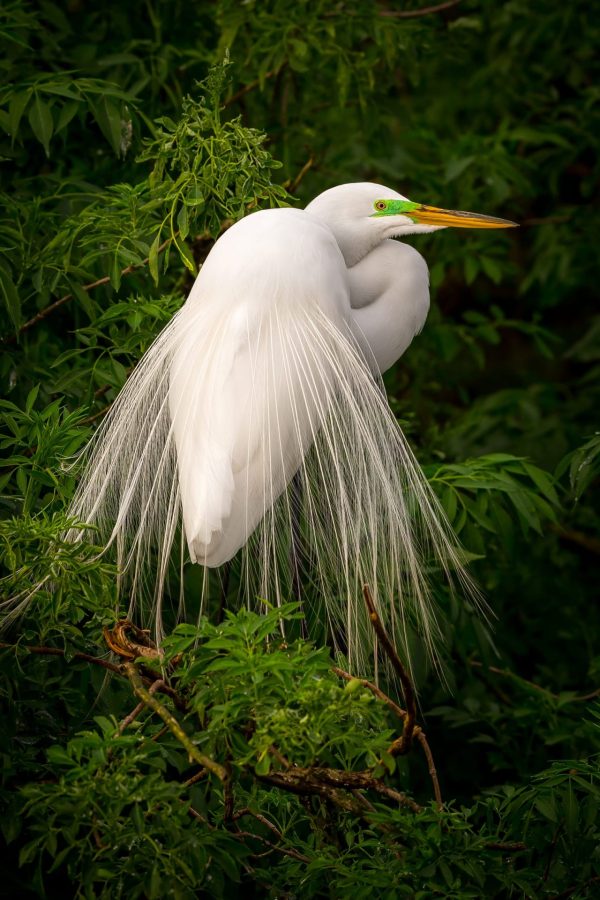 Great Egret 3