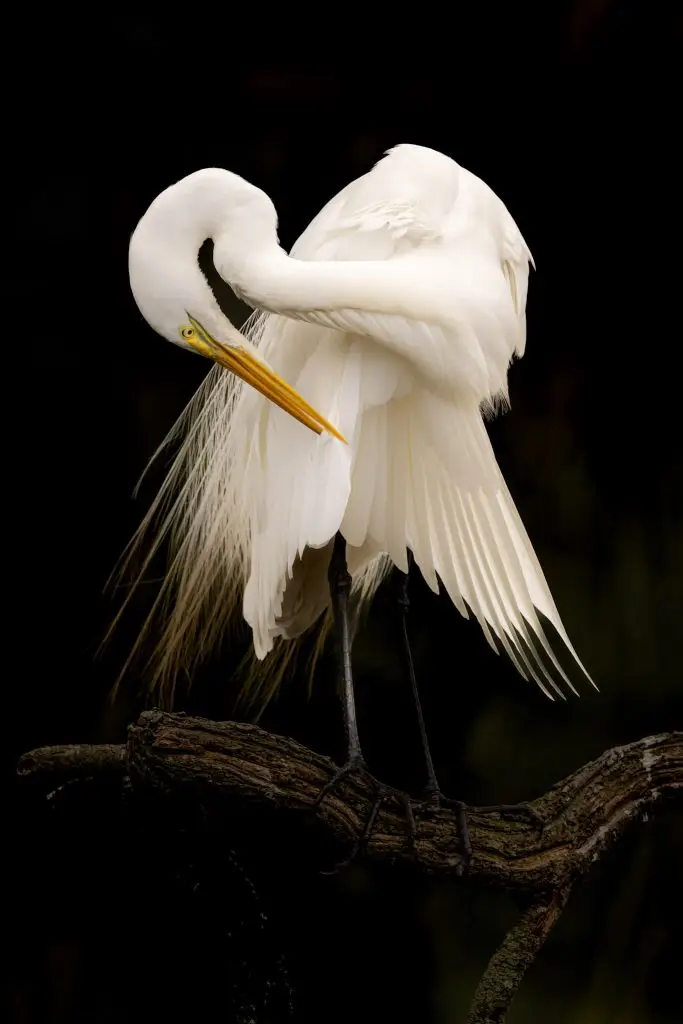 Elegant white bird preening on branch