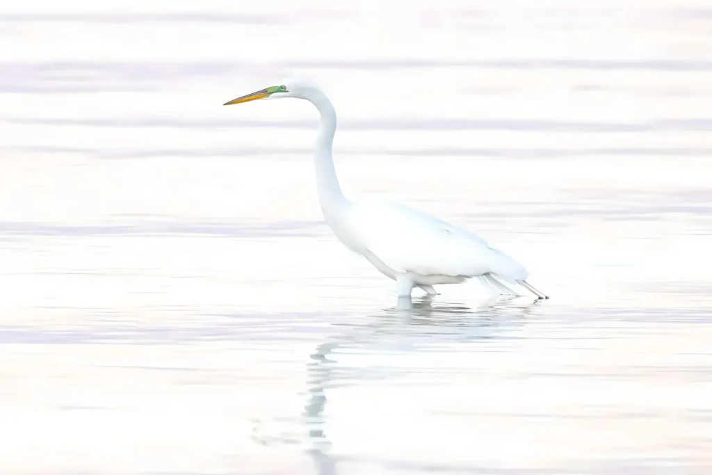White egret wading in water