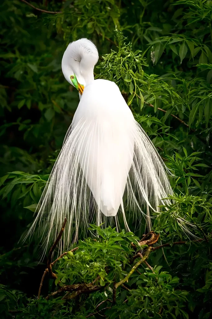 Elegant white bird with long feathers