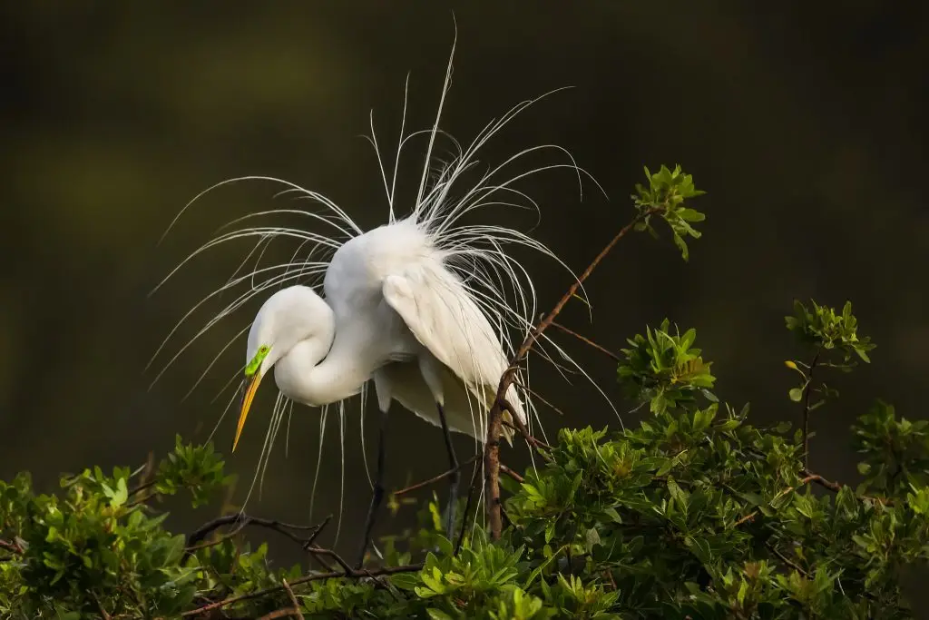 Great egret with elegant plumage