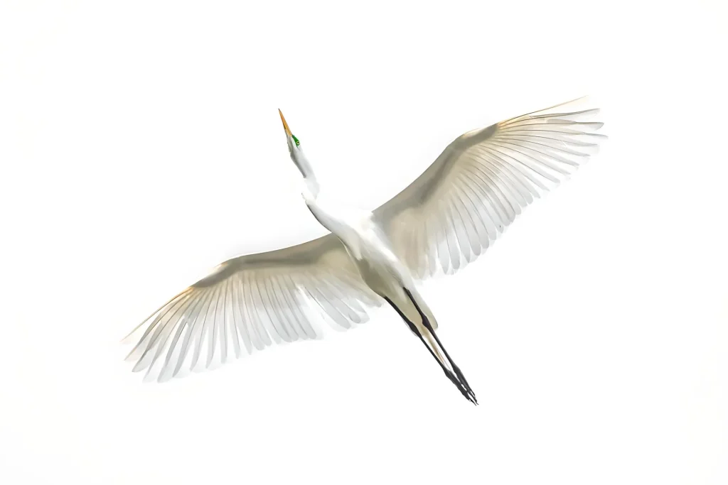 White bird soaring against sky