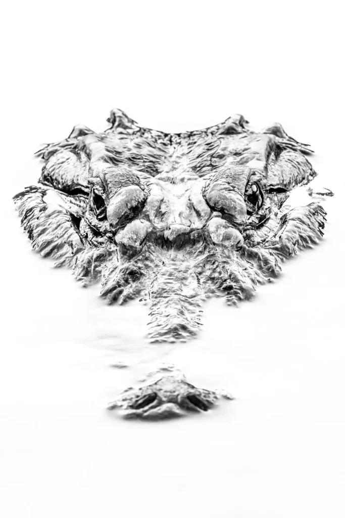 Black and white alligator head