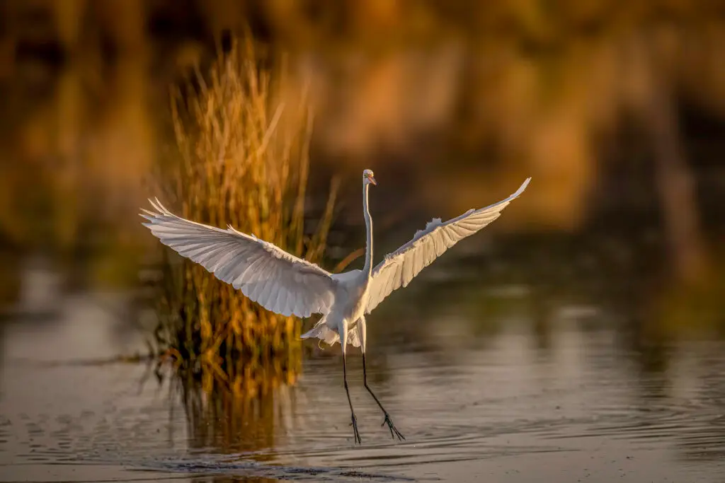Great Egret landing in water