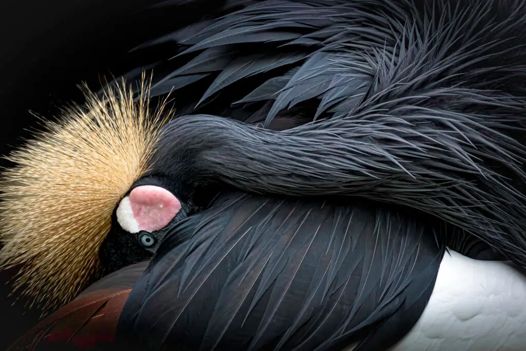 Crowned crane resting with feathers