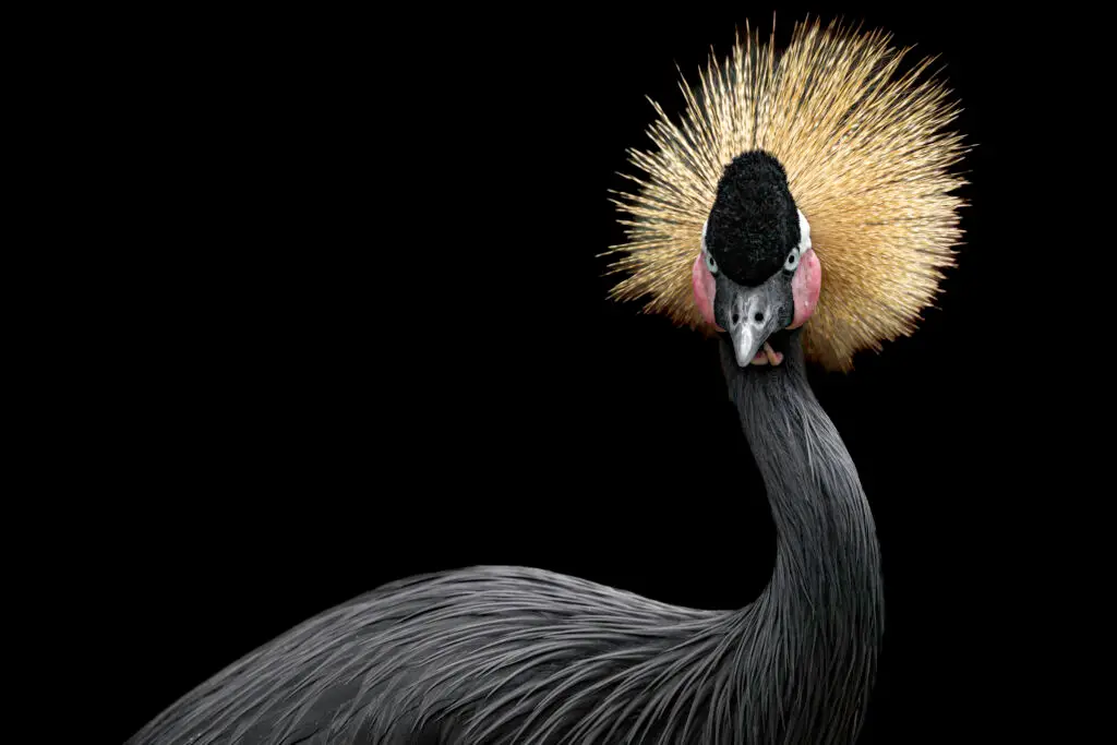 Elegant crane with striking plumage