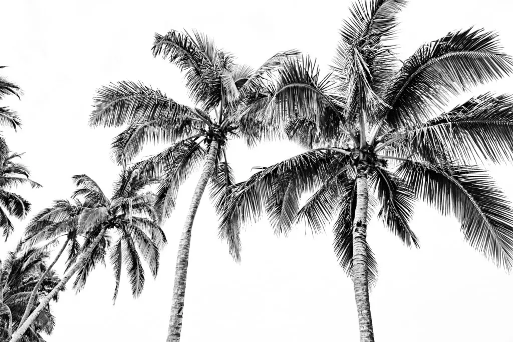 Tall palm trees against white sky