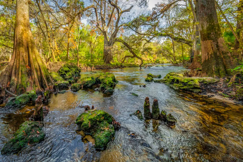 Lush riverbank with mossy rocks