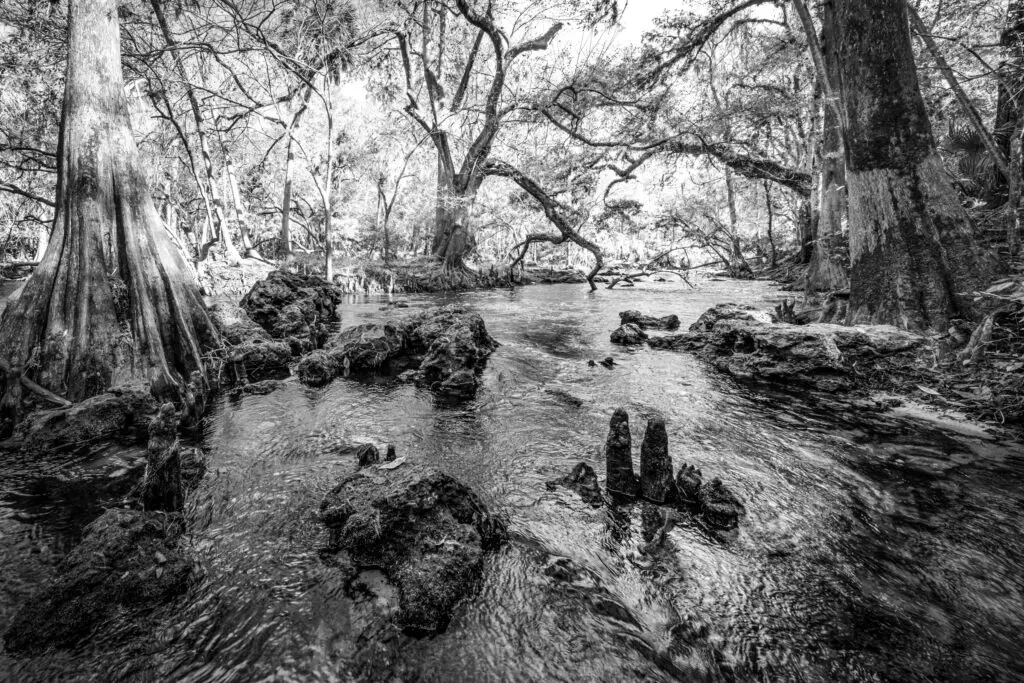 Serene river surrounded by trees