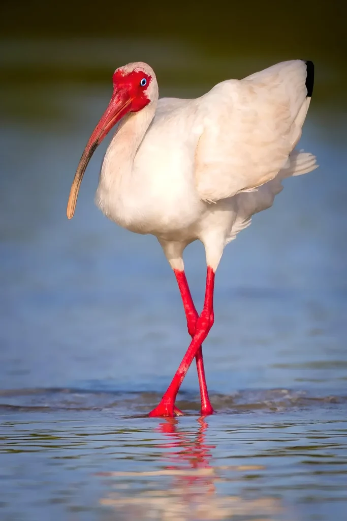 White bird with red beak