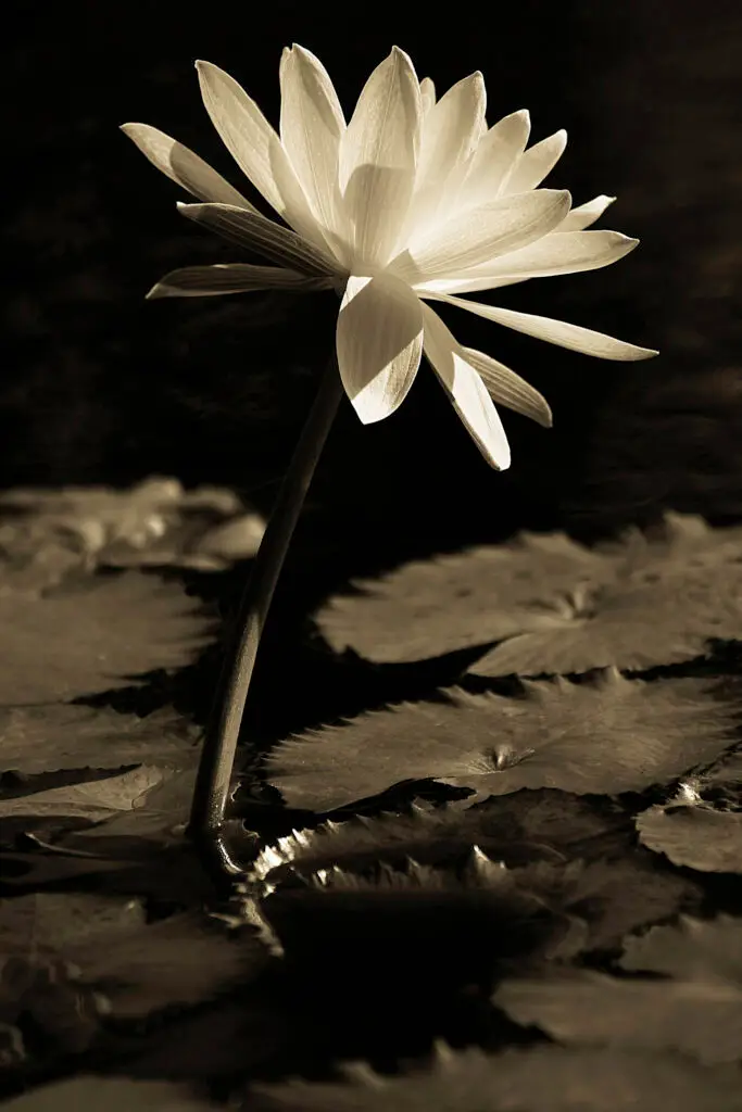 Water Lily