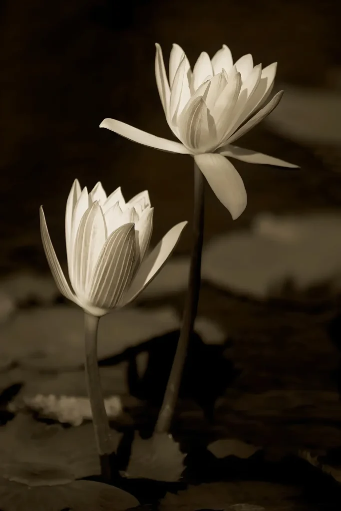 Two white lotus flowers with long stems in sepia tone.