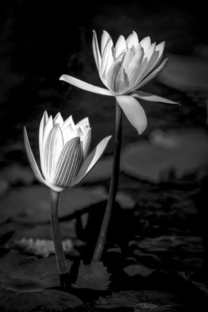 Black and white photo of two lotus flowers on long stems.
