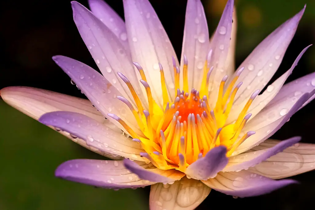 A close-up of a purple water lily with dew drops.