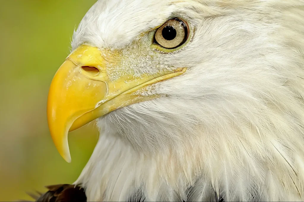 Close-up of a majestic eagle
