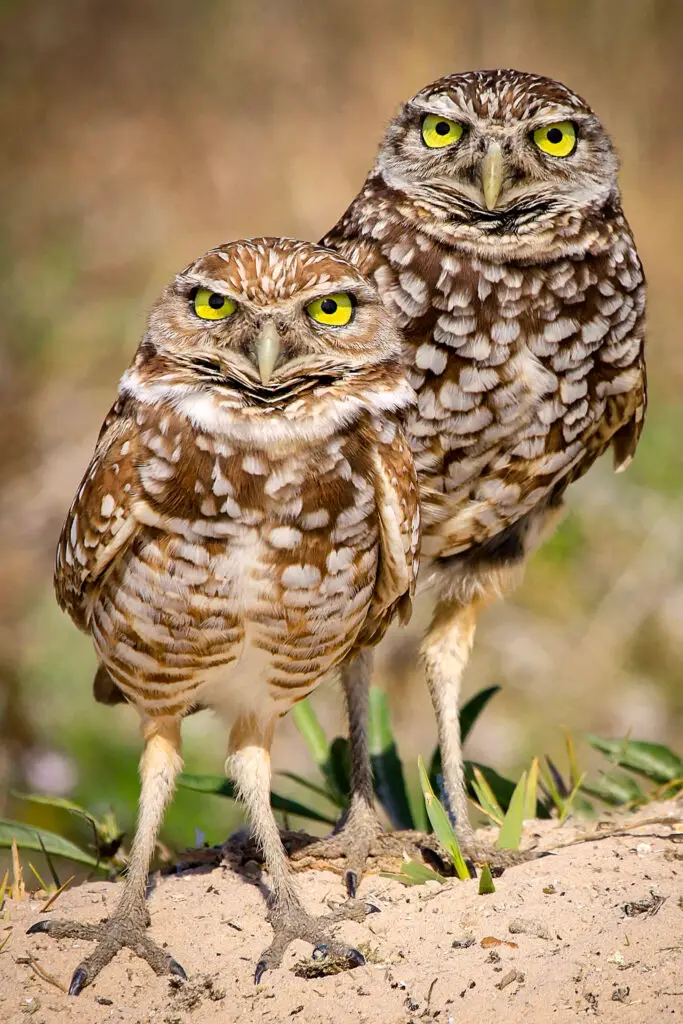 Two owls with striking yellow eyes