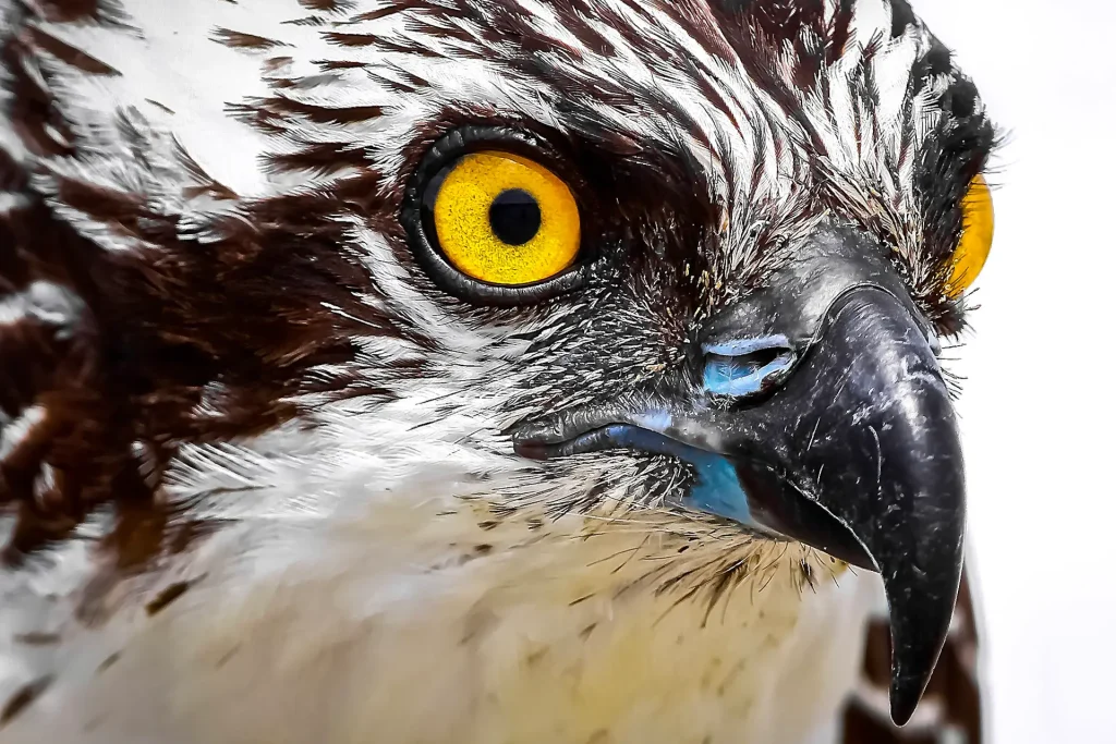 Close-up of a hawk's face.