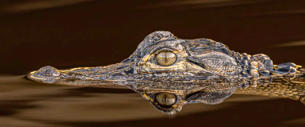 Alligator partially submerged in water