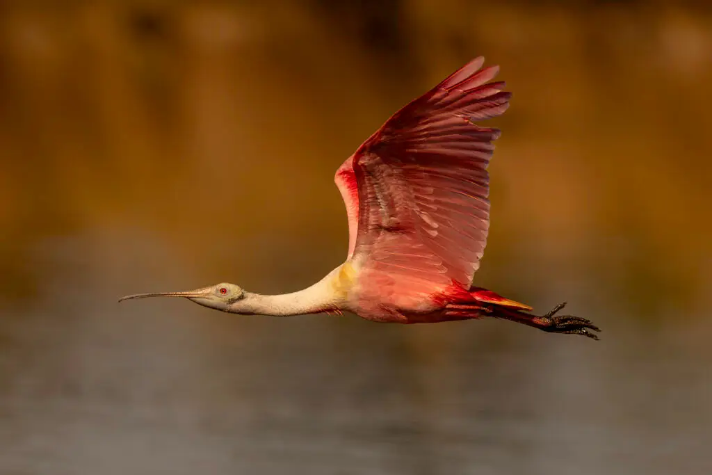Roseate Spoonbill in flight
