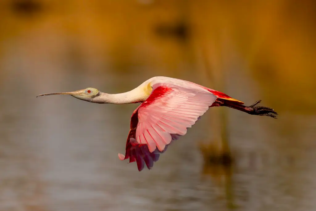 Spoonbill in Flight